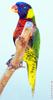 Rainbow Lorikeet  (Trichoglossus haematodus)