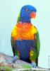 Rainbow Lorikeet  (Trichoglossus haematodus)