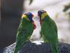 Rainbow Lorikeet  (Trichoglossus haematodus)