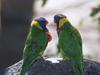 Rainbow Lorikeet  (Trichoglossus haematodus)