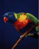 Rainbow Lorikeet  (Trichoglossus haematodus)