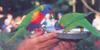 Rainbow Lorikeet  (Trichoglossus haematodus)