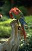 Green-winged Macaw (Ara chloropterus)