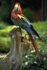 Green-winged Macaw (Ara chloropterus)