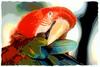 Green-winged Macaw (Ara chloropterus)