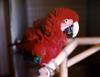 Green-winged Macaw (Ara chloropterus)