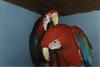 Green-winged Macaw (Ara chloropterus)