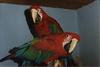 Green-winged Macaw (Ara chloropterus)