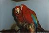 Green-winged Macaw (Ara chloropterus)