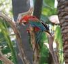 Green-winged Macaw (Ara chloropterus)