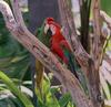 Green-winged Macaw (Ara chloropterus)