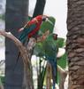 Green-winged Macaw (Ara chloropterus)