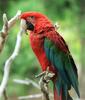 Green-winged Macaw (Ara chloropterus)