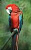 Green-winged Macaw (Ara chloropterus)