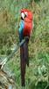 Green-winged Macaw (Ara chloropterus)