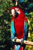 Green-winged Macaw (Ara chloropterus)