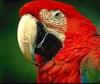 Green-winged Macaw (Ara chloropterus)