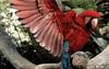 Green-winged Macaw (Ara chloropterus)