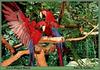 Green-winged Macaw (Ara chloropterus)