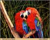 Green-winged Macaw (Ara chloropterus)