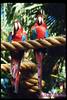 Green-winged Macaw (Ara chloropterus)