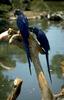 Hyacinth Macaw (Anodorhynchus hyacinthinus)