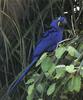 Hyacinth Macaw (Anodorhynchus hyacinthinus)