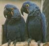 Hyacinth Macaw (Anodorhynchus hyacinthinus)