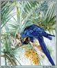 Hyacinth Macaw (Anodorhynchus hyacinthinus)