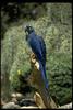 Hyacinth Macaw (Anodorhynchus hyacinthinus)