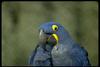 Hyacinth Macaw (Anodorhynchus hyacinthinus)