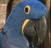 Hyacinth Macaw (Anodorhynchus hyacinthinus)