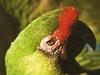 Military Macaw (Ara militaris)