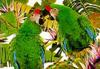 Military Macaw (Ara militaris)