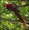 Scarlet Macaw (Ara macao)