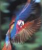 Scarlet Macaw (Ara macao)