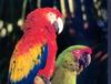 Scarlet Macaw (Ara macao)