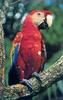 Scarlet Macaw (Ara macao)