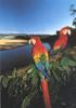 Scarlet Macaw (Ara macao)