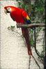 Scarlet Macaw (Ara macao)