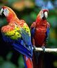 Scarlet Macaw (Ara macao)