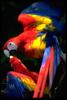 Scarlet Macaw (Ara macao)