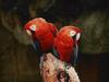 Scarlet Macaw (Ara macao)