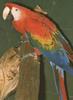 Scarlet Macaw (Ara macao)