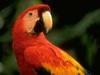 Scarlet Macaw (Ara macao)