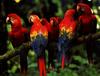 Scarlet Macaw (Ara macao)