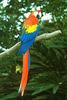 Scarlet Macaw (Ara macao)