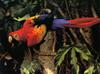 Scarlet Macaw (Ara macao)