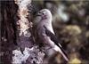 Clark's Nutcracker (Nucifraga columbiana)