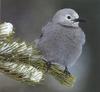 Clark's Nutcracker (Nucifraga columbiana)